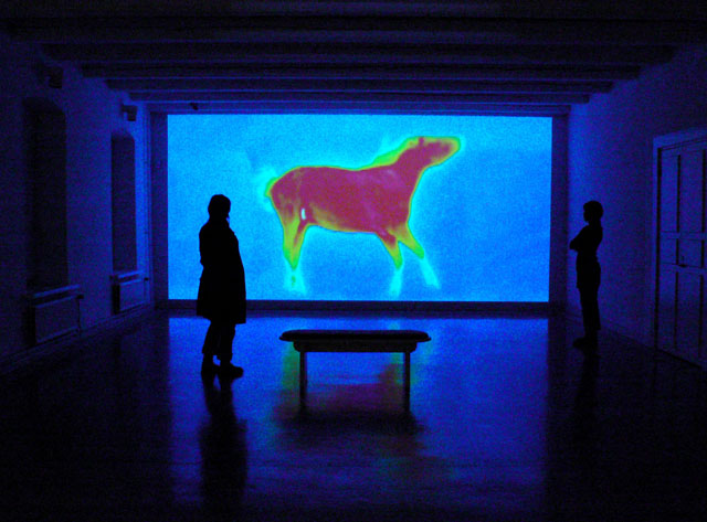 Animal Mirror exhibition in ISCP, New York