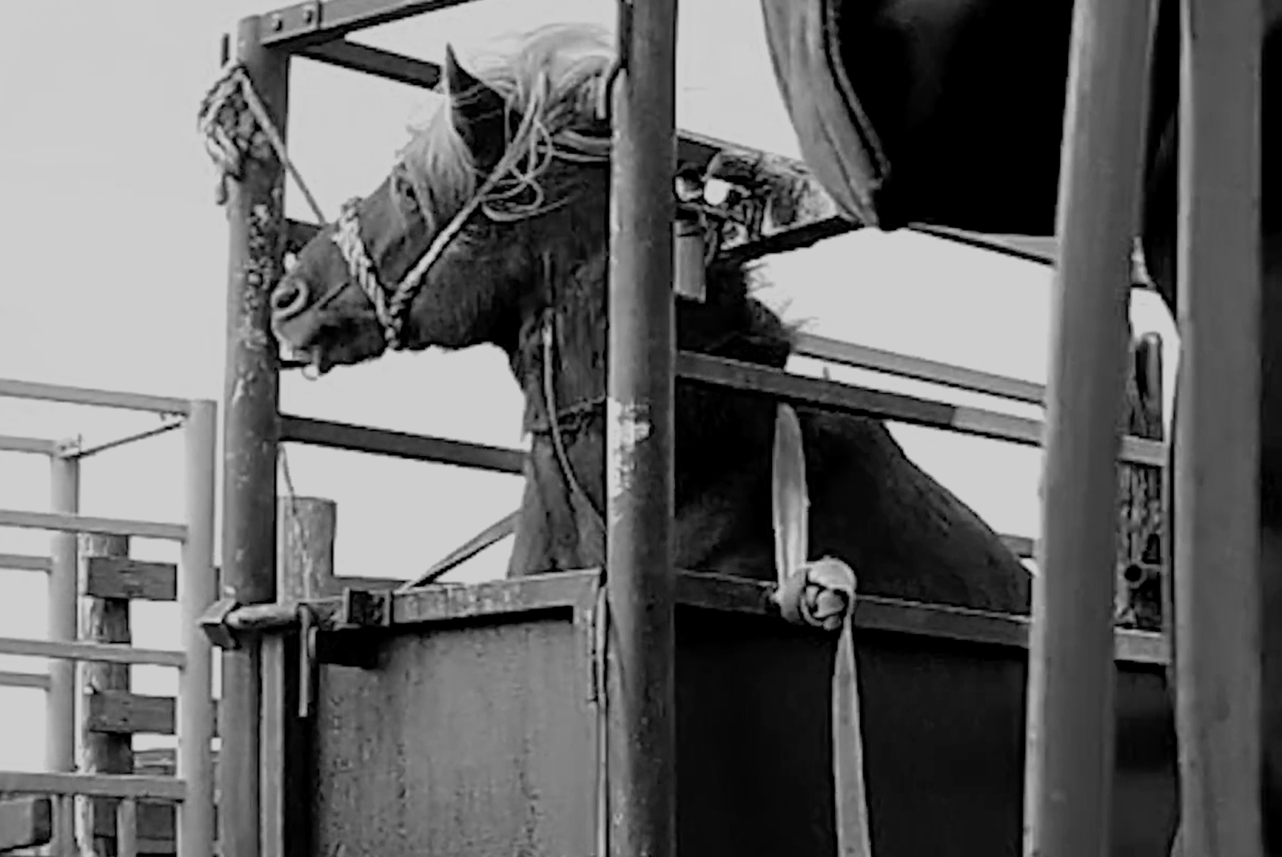 [Against] Animal Capitalism (ongoing)